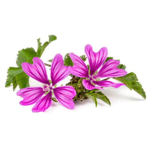 Malvenblüten