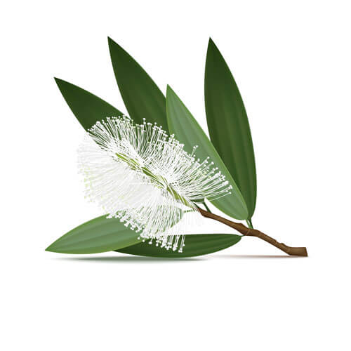 Cajeput