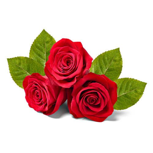 Rote Rosen